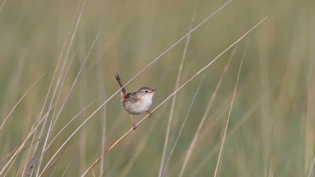 Grass Wren - ML611352500