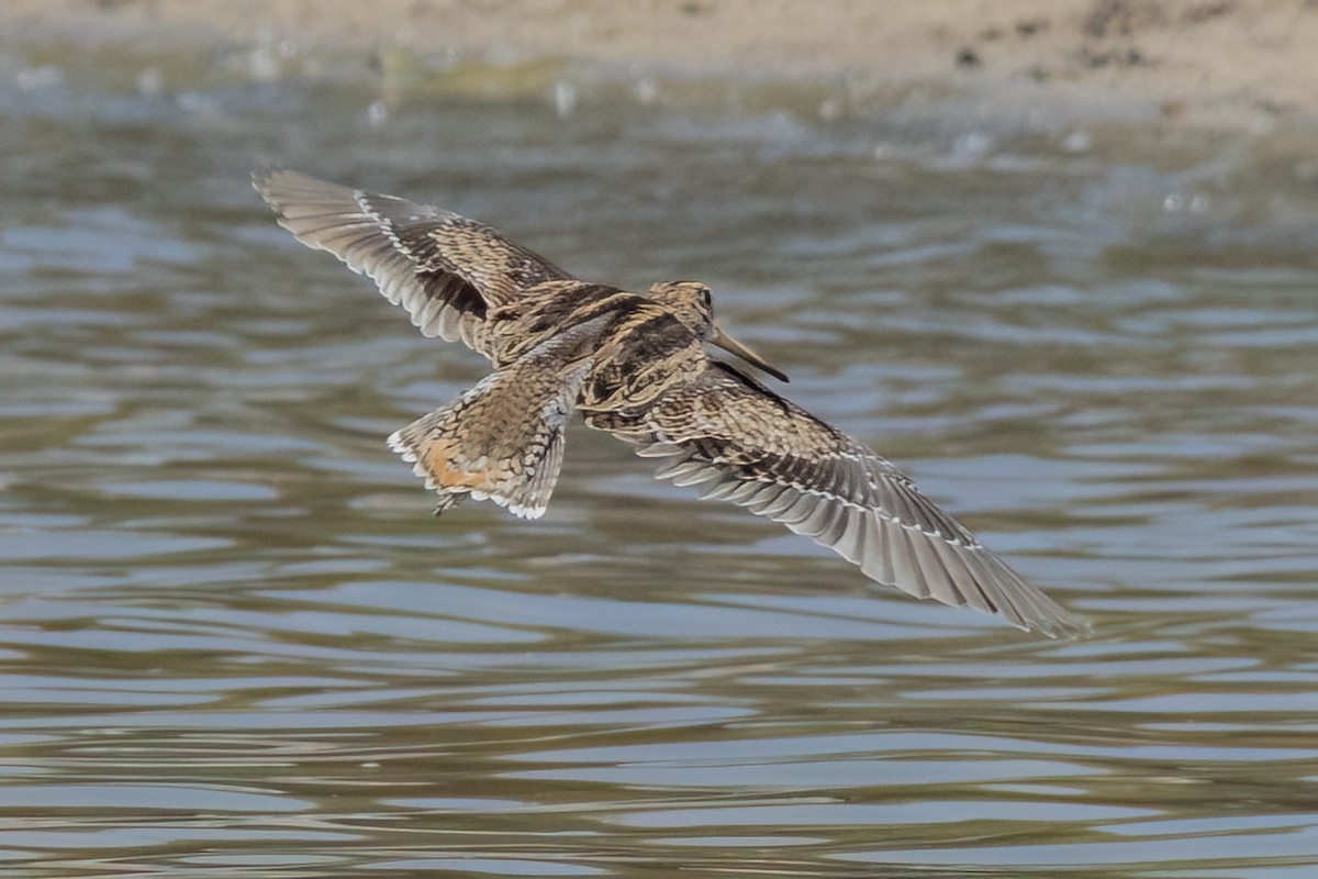 Swinhoe's Snipe - ML611352561