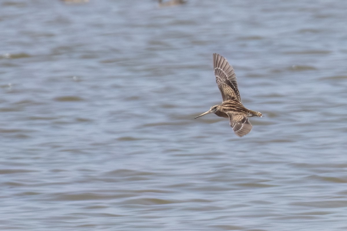 Swinhoe's Snipe - ML611352562