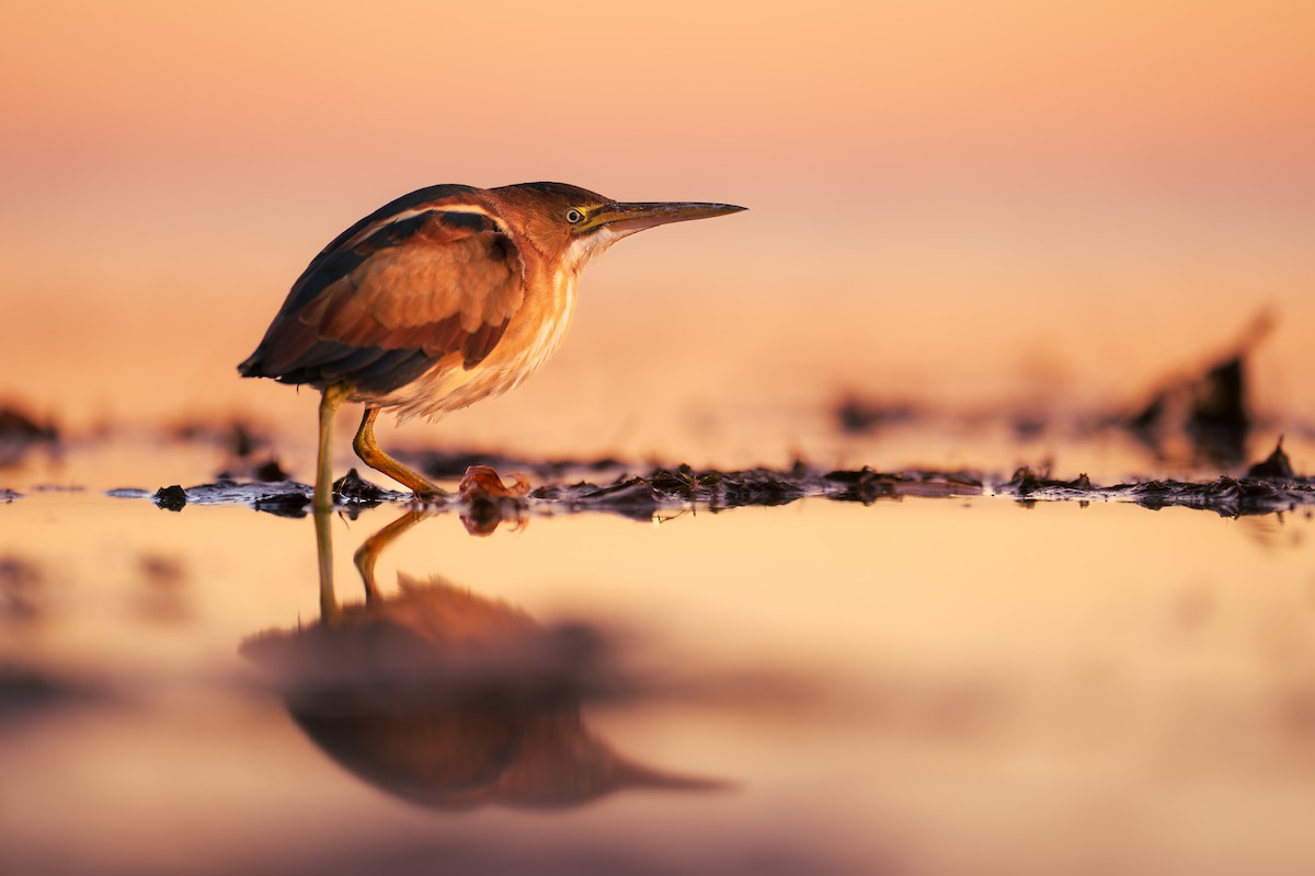 Least Bittern - ML611352571