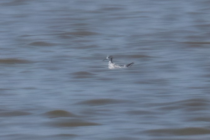 Red-necked Phalarope - Chris Hassell