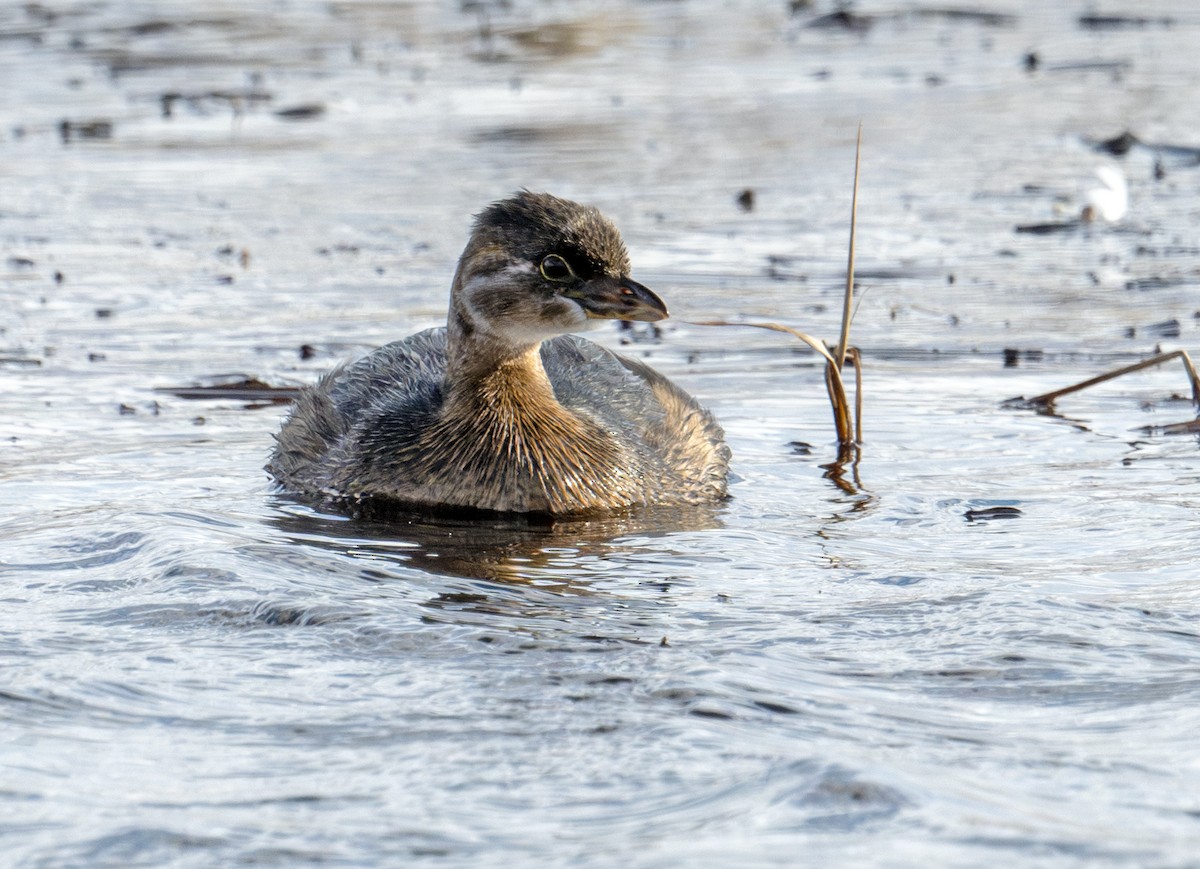 Pied-billed Grebe - ML611352624