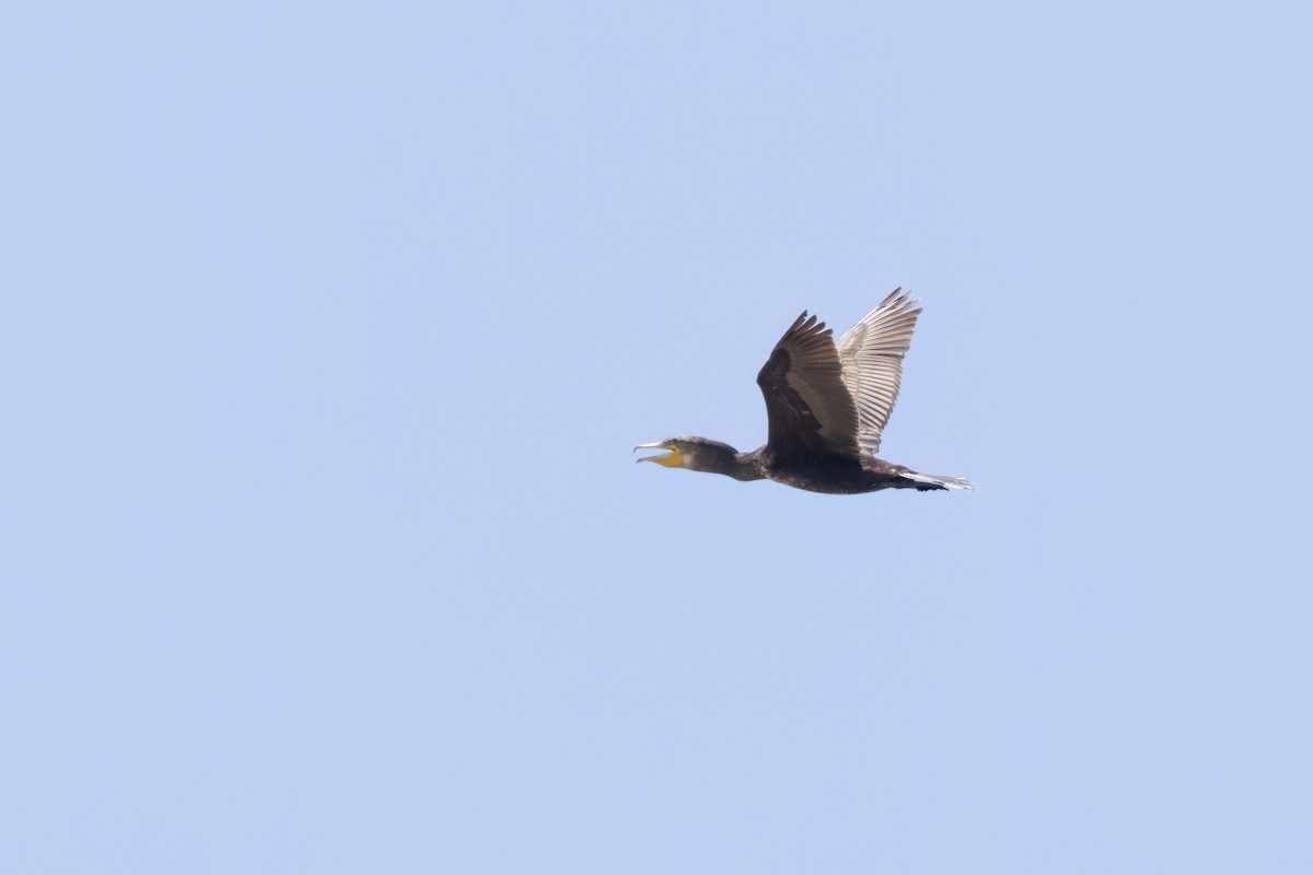 Great Cormorant (Australasian) - Chris Hassell