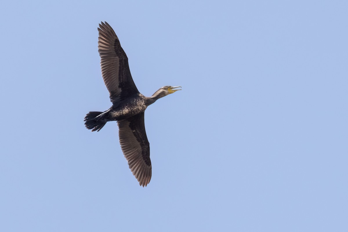 Cormorán Grande (australiano-asiático) - ML611352634