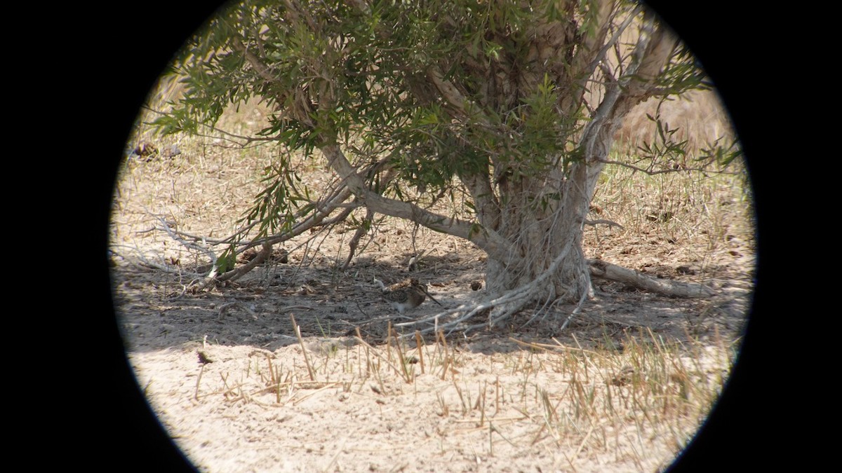 Swinhoe's/Pin-tailed Snipe - Chris Hassell