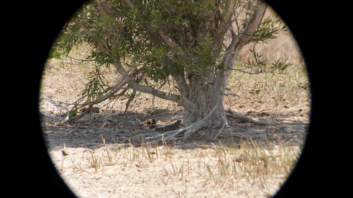 Swinhoe's/Pin-tailed Snipe - Chris Hassell