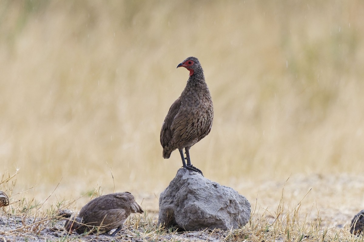 Francolin de Swainson - ML611352721