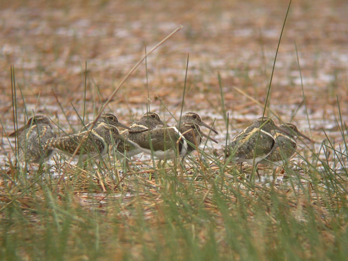 Australian Painted-Snipe - Adrian Boyle