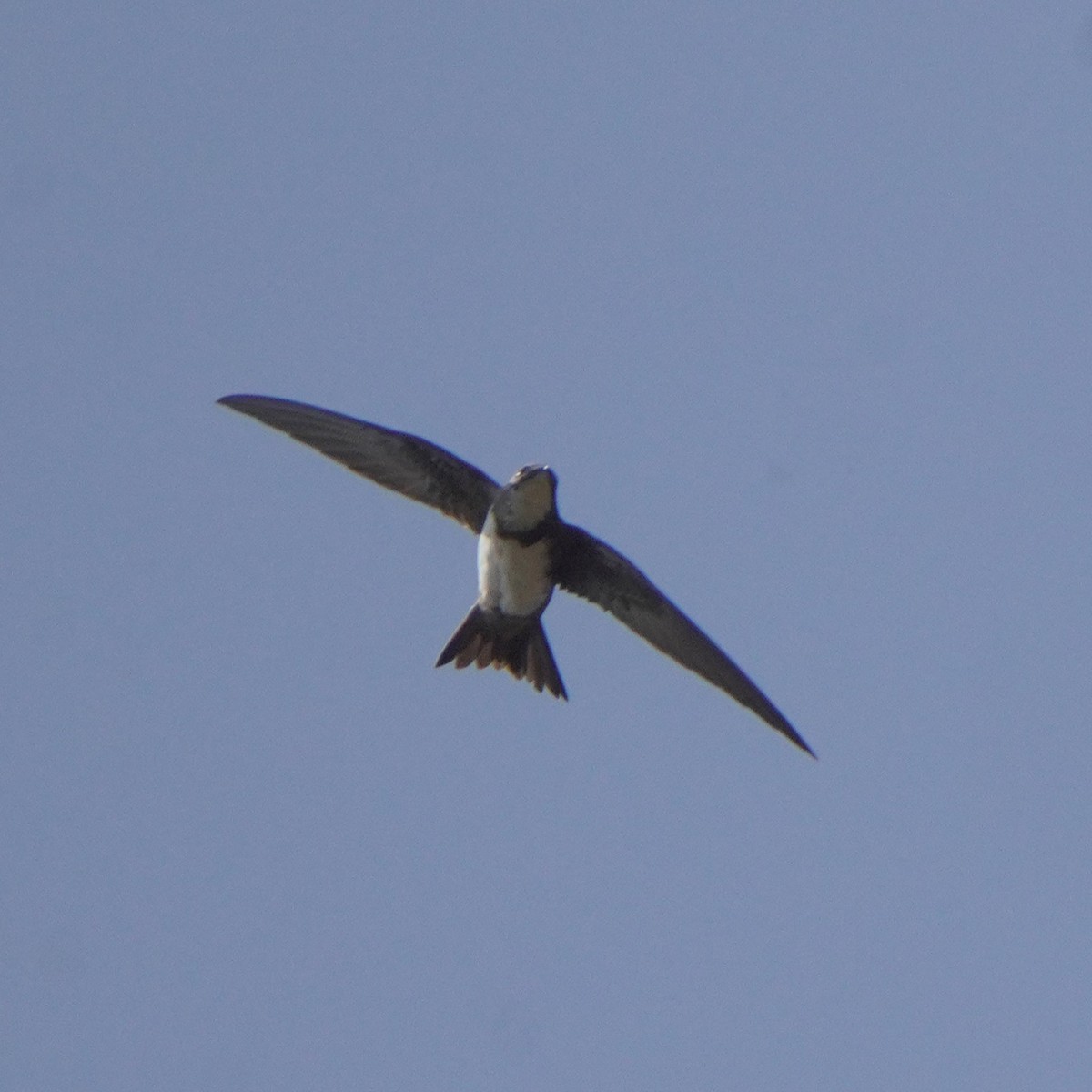 Alpine Swift - ML611352933