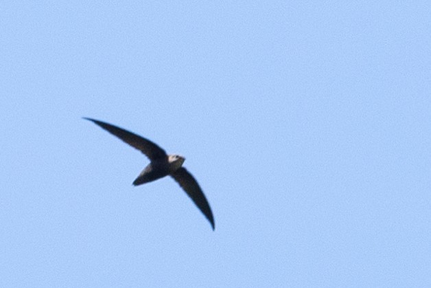 Sick's Swift - ML611353069