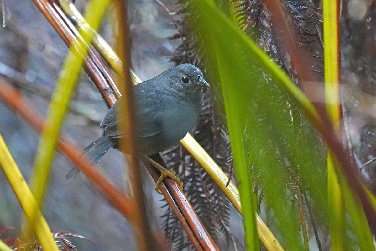 Ochre-flanked Tapaculo - ML611353130