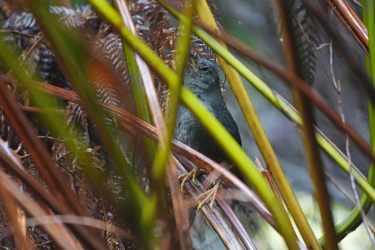 Ochre-flanked Tapaculo - ML611353131