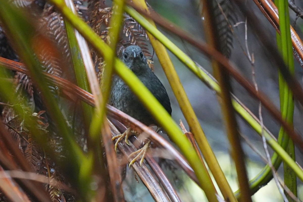 Ochre-flanked Tapaculo - ML611353132