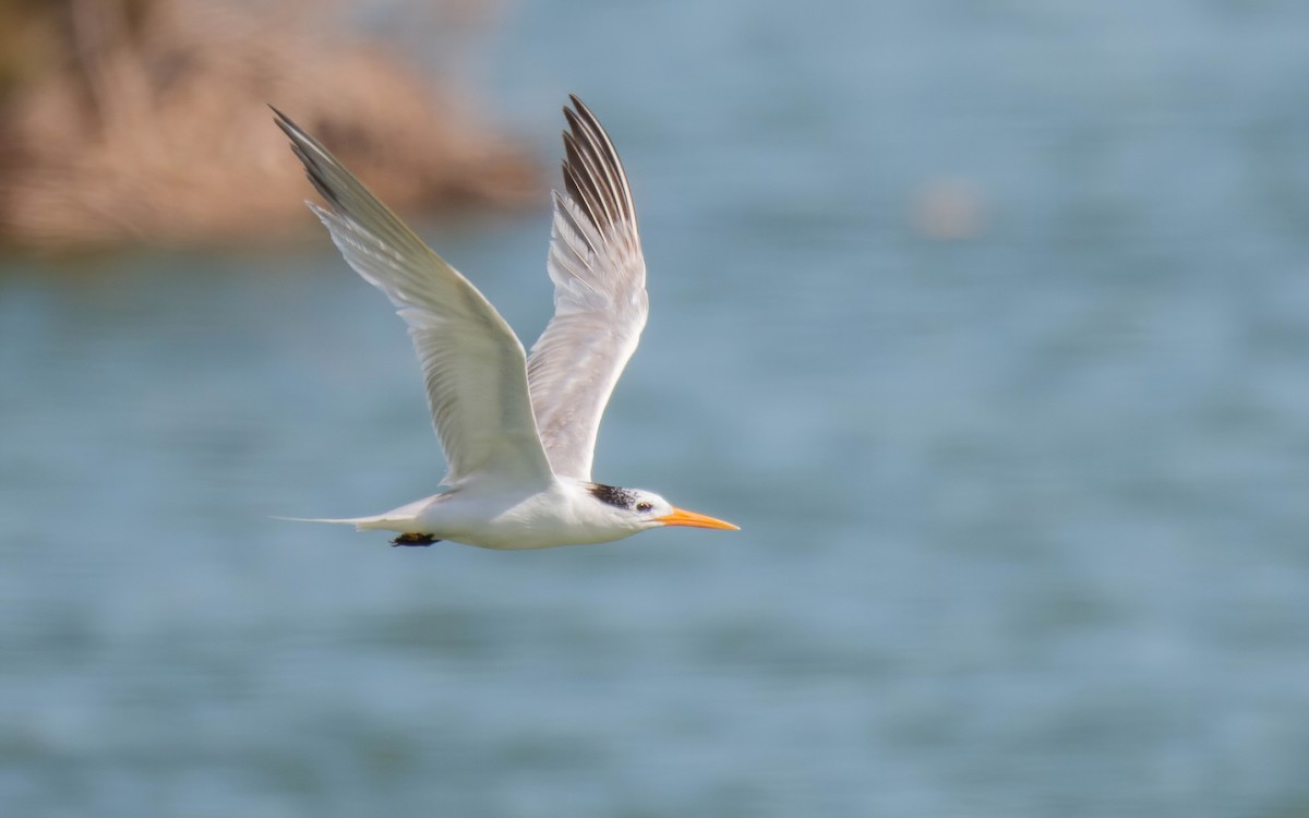 Lesser Crested Tern - ML611353303