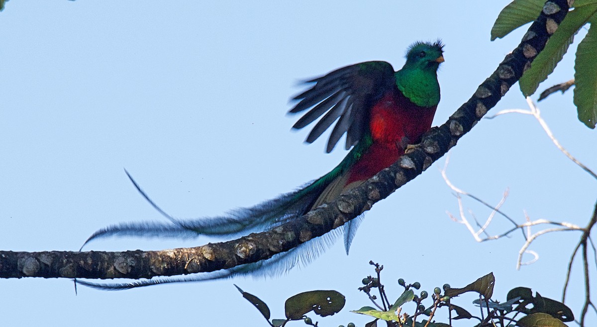 Resplendent Quetzal - ML611353372