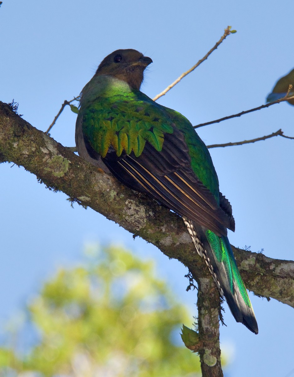 Quetzal resplendissant - ML611353375