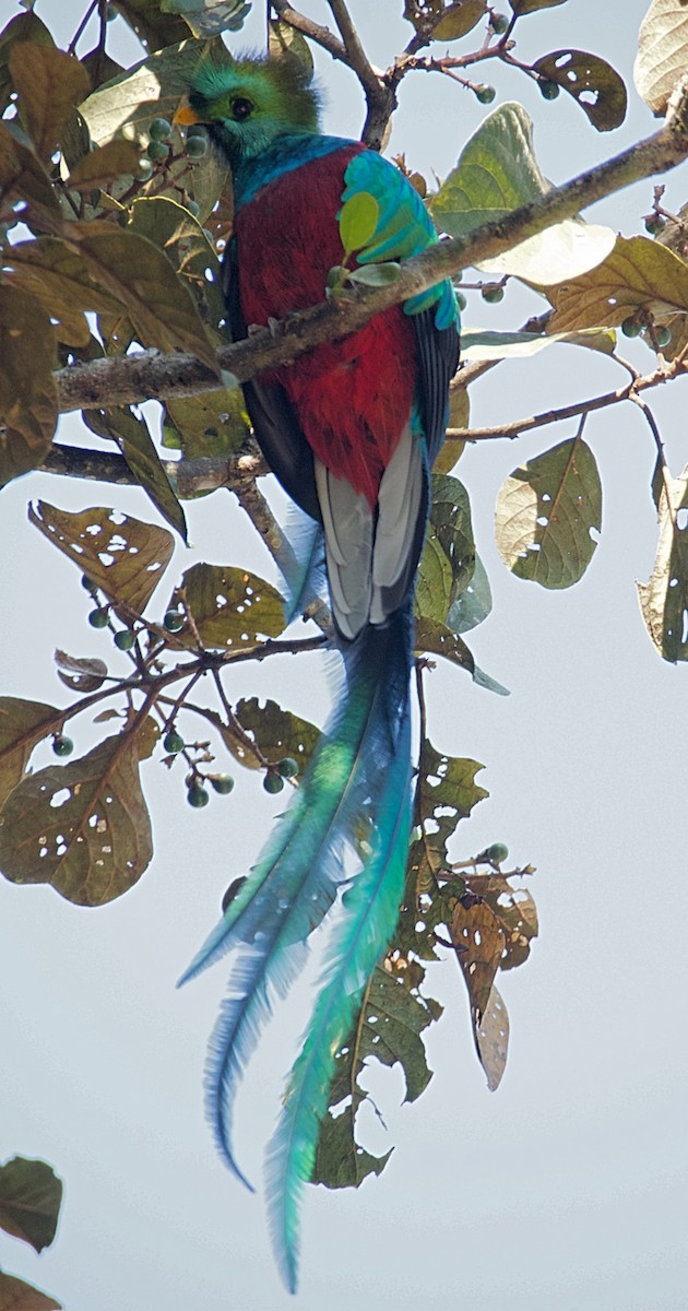 Resplendent Quetzal - ML611353376