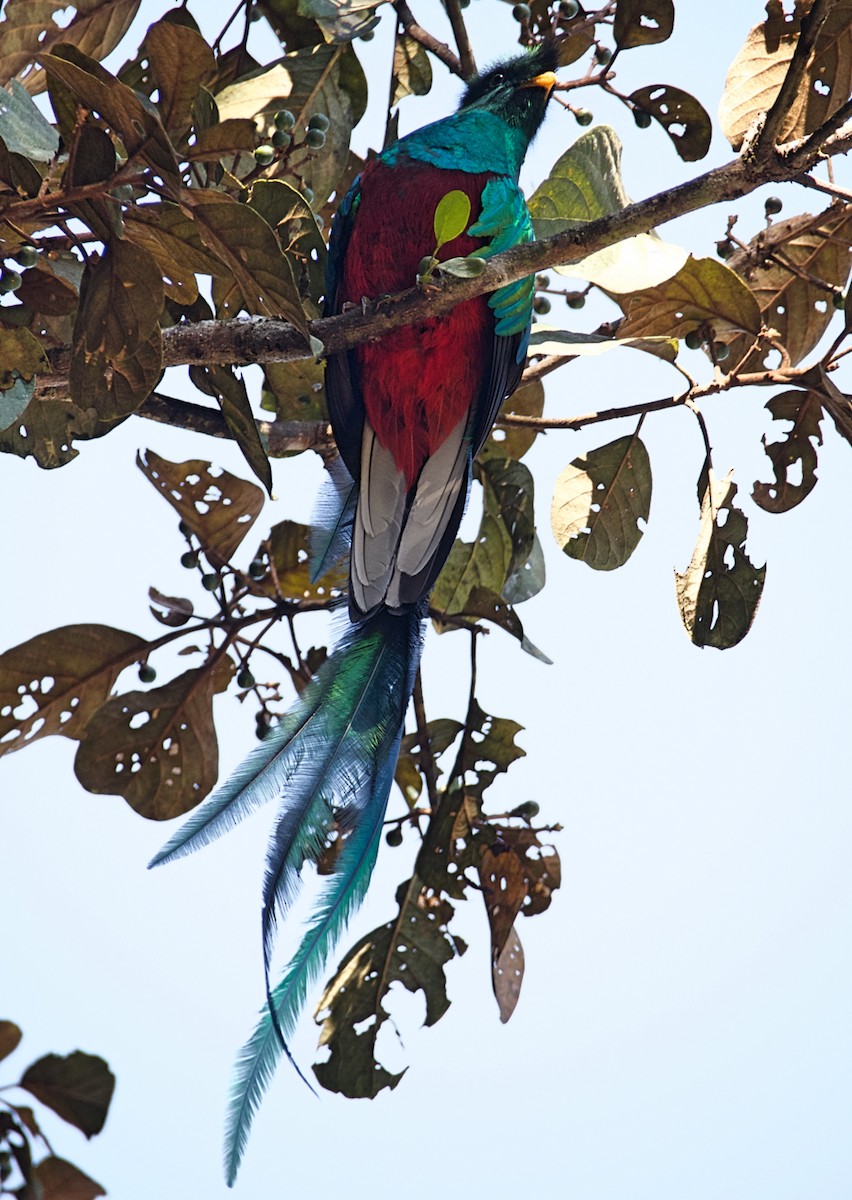 Resplendent Quetzal - ML611353378