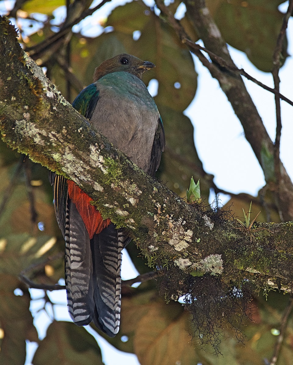 Resplendent Quetzal - ML611353379