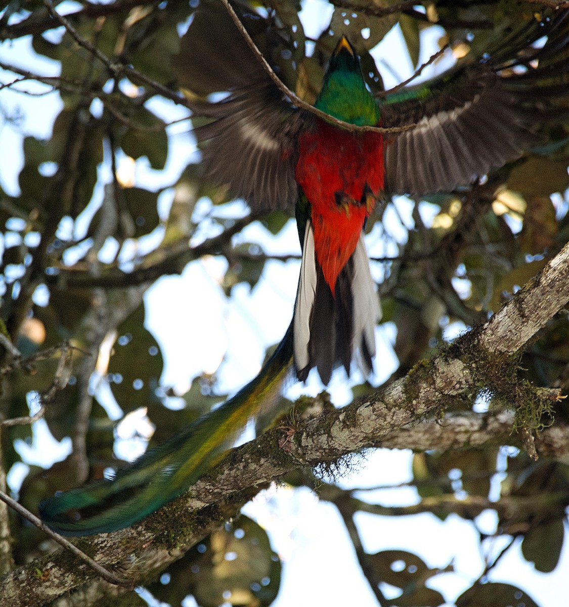 Resplendent Quetzal - ML611353382