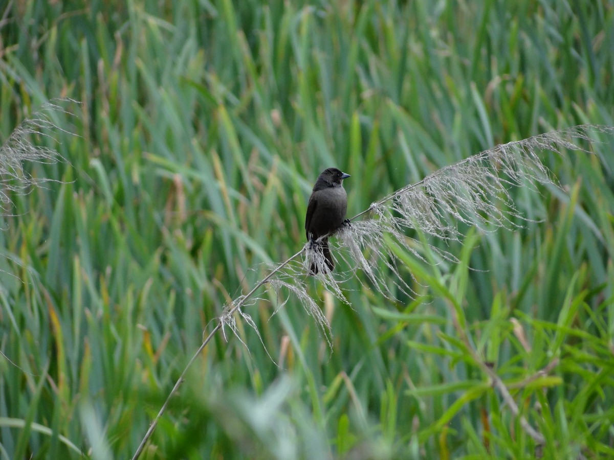 Sperlingsvogel, unbestimmt - ML611353392