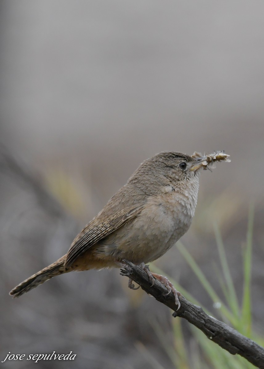 House Wren - ML611353438