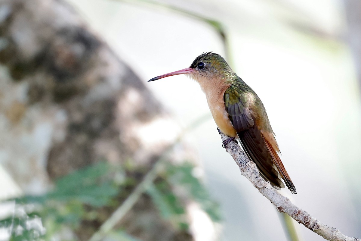 Cinnamon Hummingbird - Lorna Aynbinder