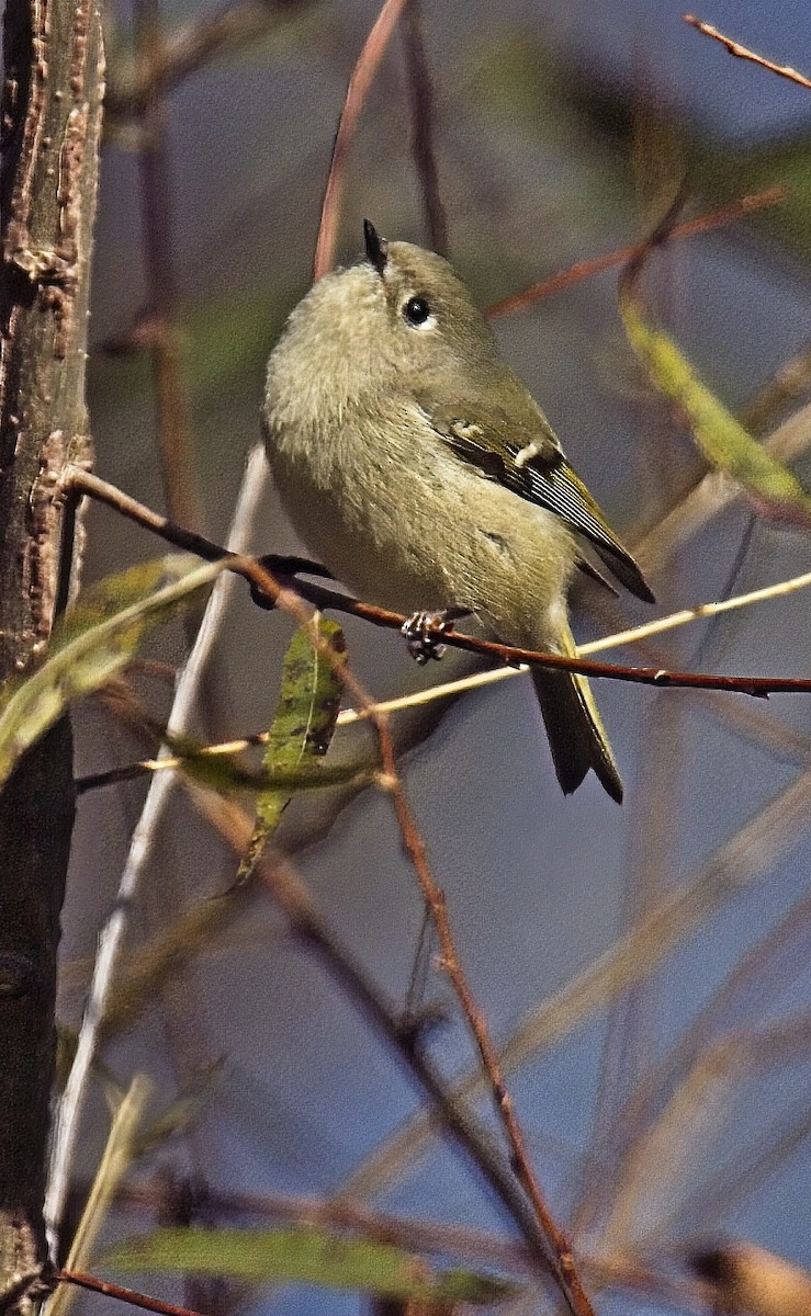 Ruby-crowned Kinglet - ML611353517