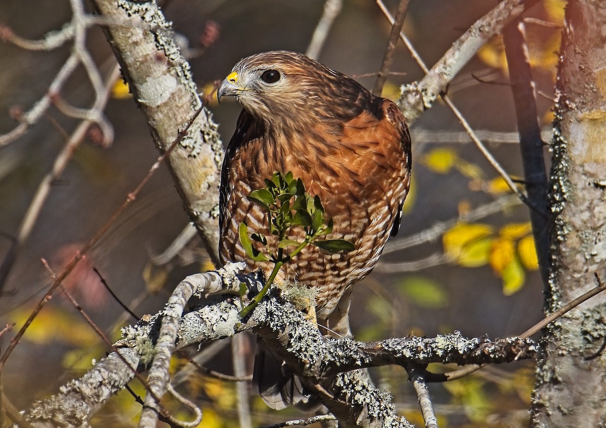 Red-shouldered Hawk - ML611353612