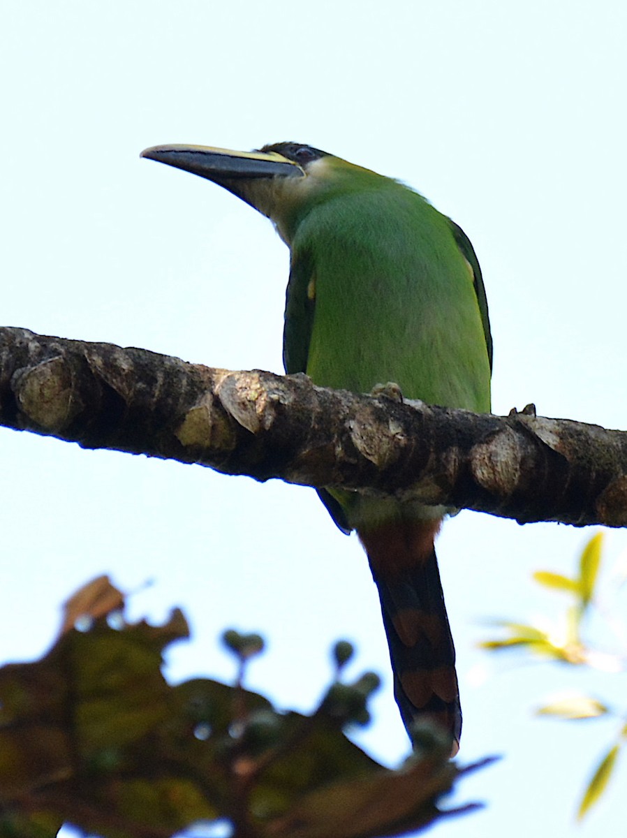 Northern Emerald-Toucanet - Maria Ogrzewalska