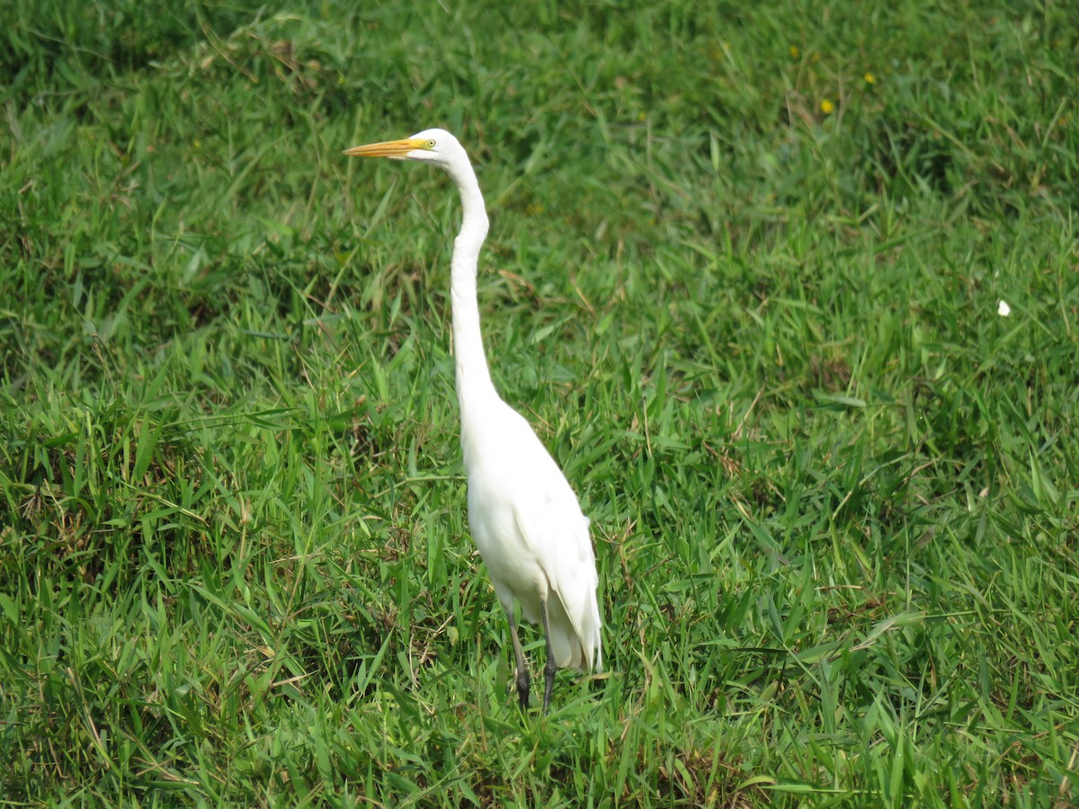 Grande Aigrette - ML611353682