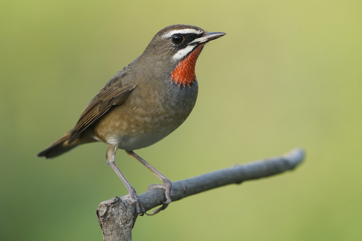 Siberian Rubythroat - Sam Hambly