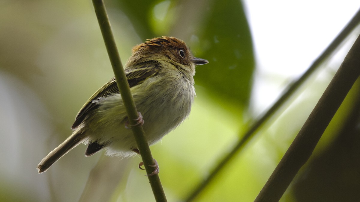 Scale-crested Pygmy-Tyrant - Mark Scheel
