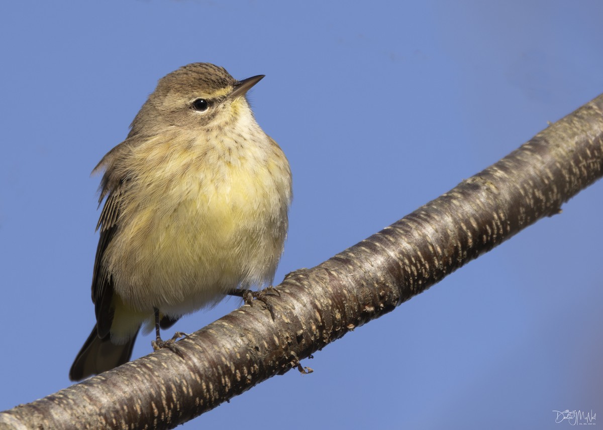 Palm Warbler - ML611353769