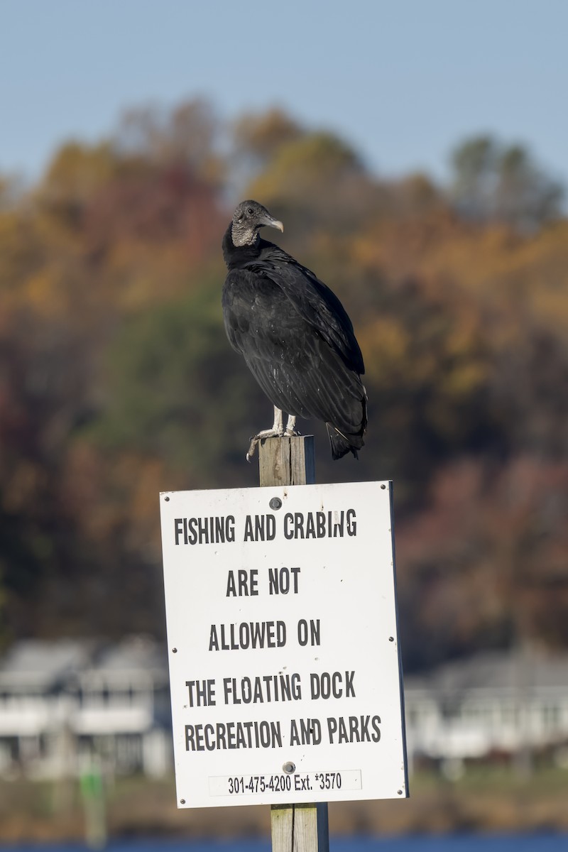 Black Vulture - ML611353775