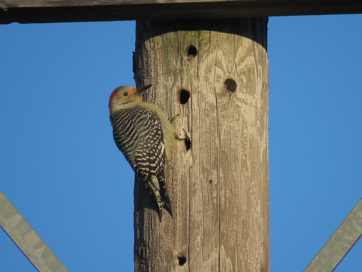 Red-bellied Woodpecker - ML611353829