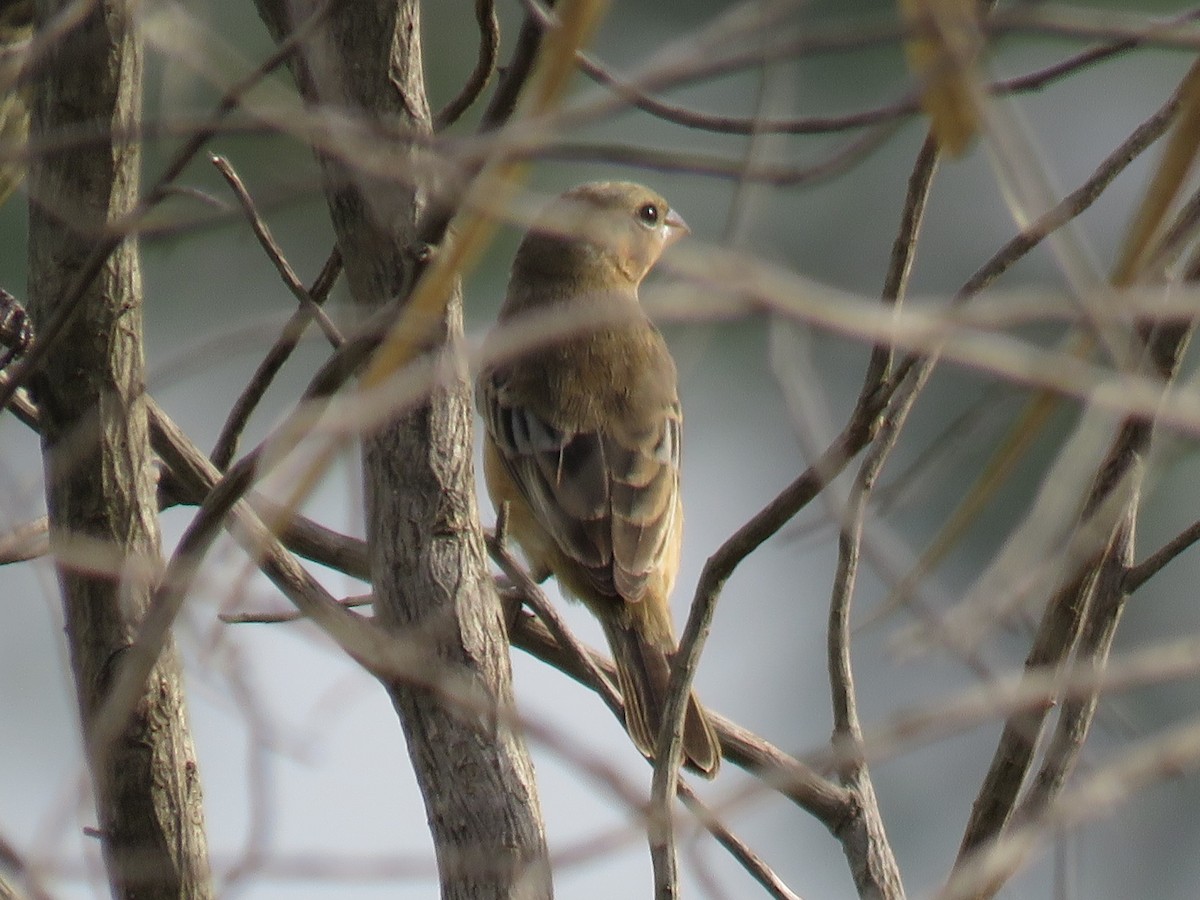 Sporophile à ventre fauve - ML611353842