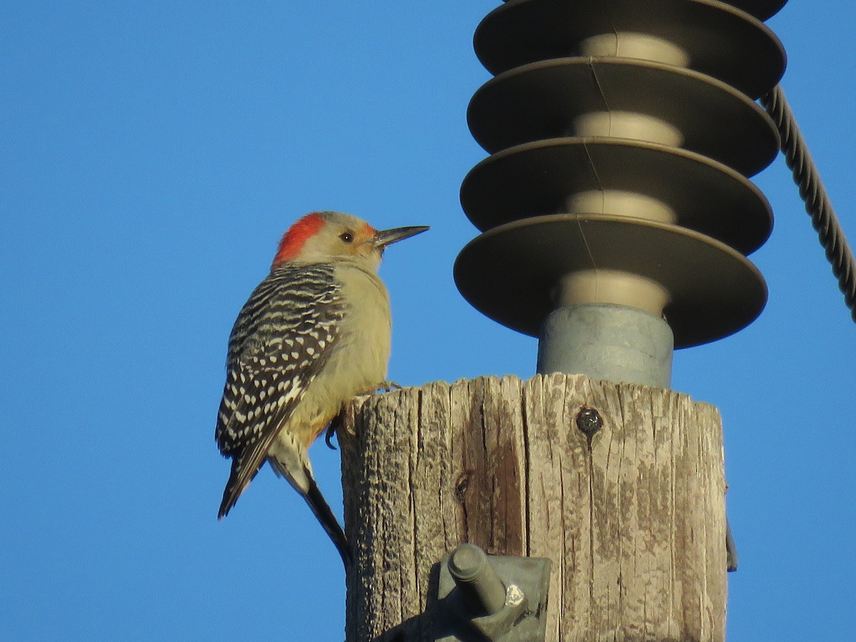 Red-bellied Woodpecker - ML611353850