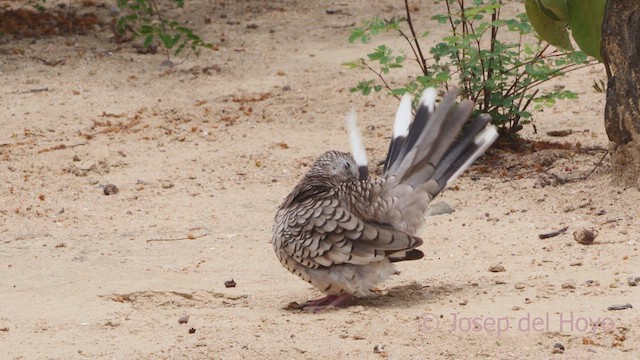 Scaled Dove - ML611353858