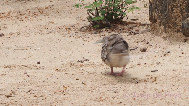 Scaled Dove - ML611353860