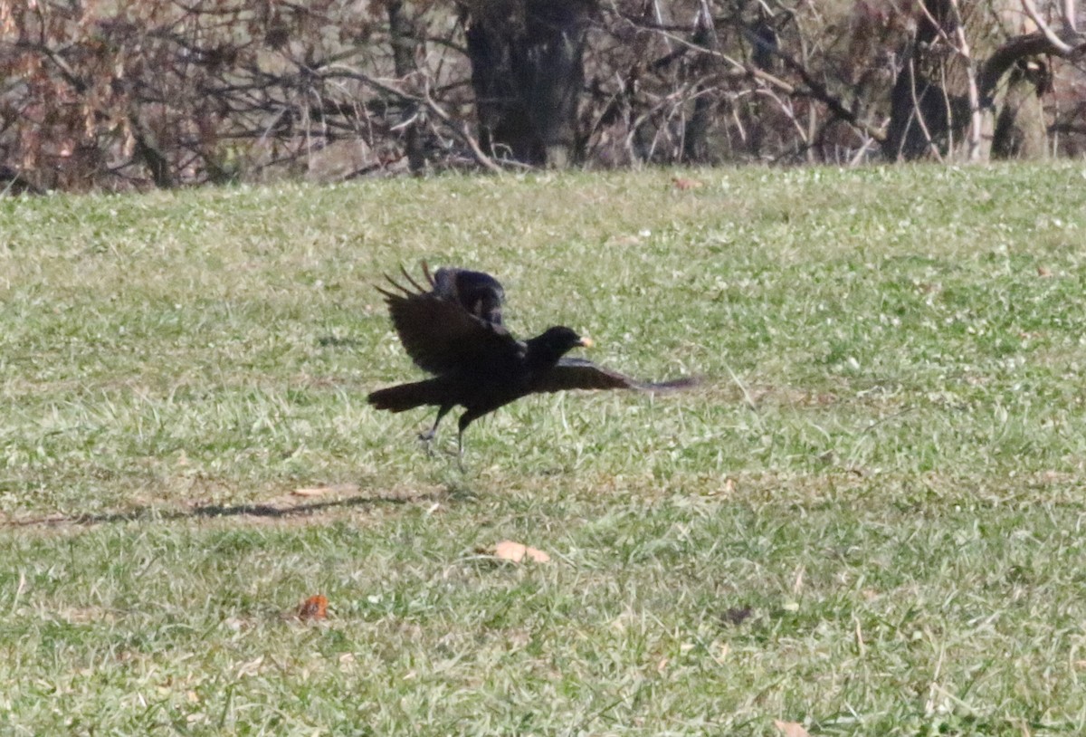 tanımsız karga (Corvus sp.) - ML611353888