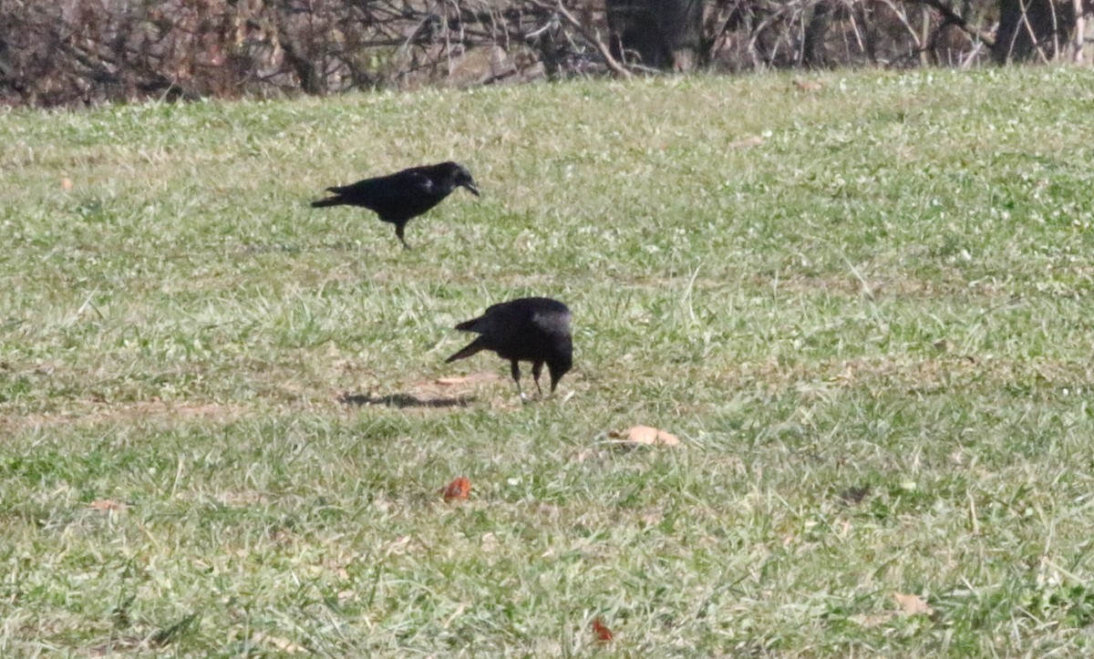 crow sp. - Joe Gyekis