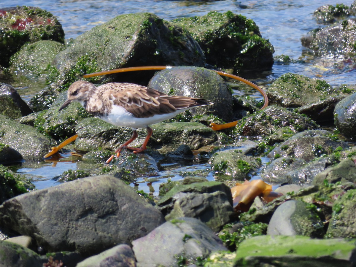 Ruddy Turnstone - Nelson Contardo