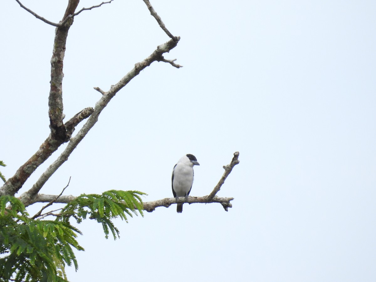 Black-crowned Tityra - Anonymous