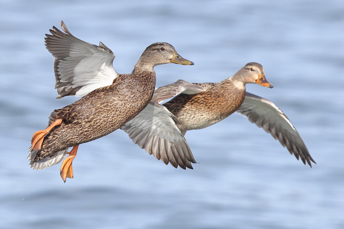 American Black Duck - ML611353921