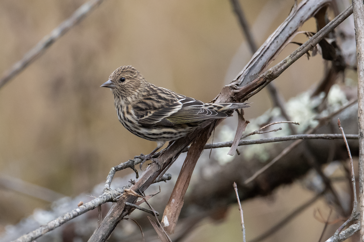 Pine Siskin - Matt Altieri