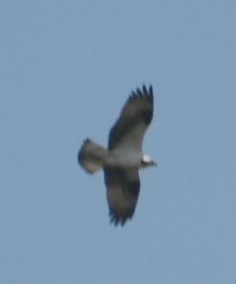 Osprey - ML611354033