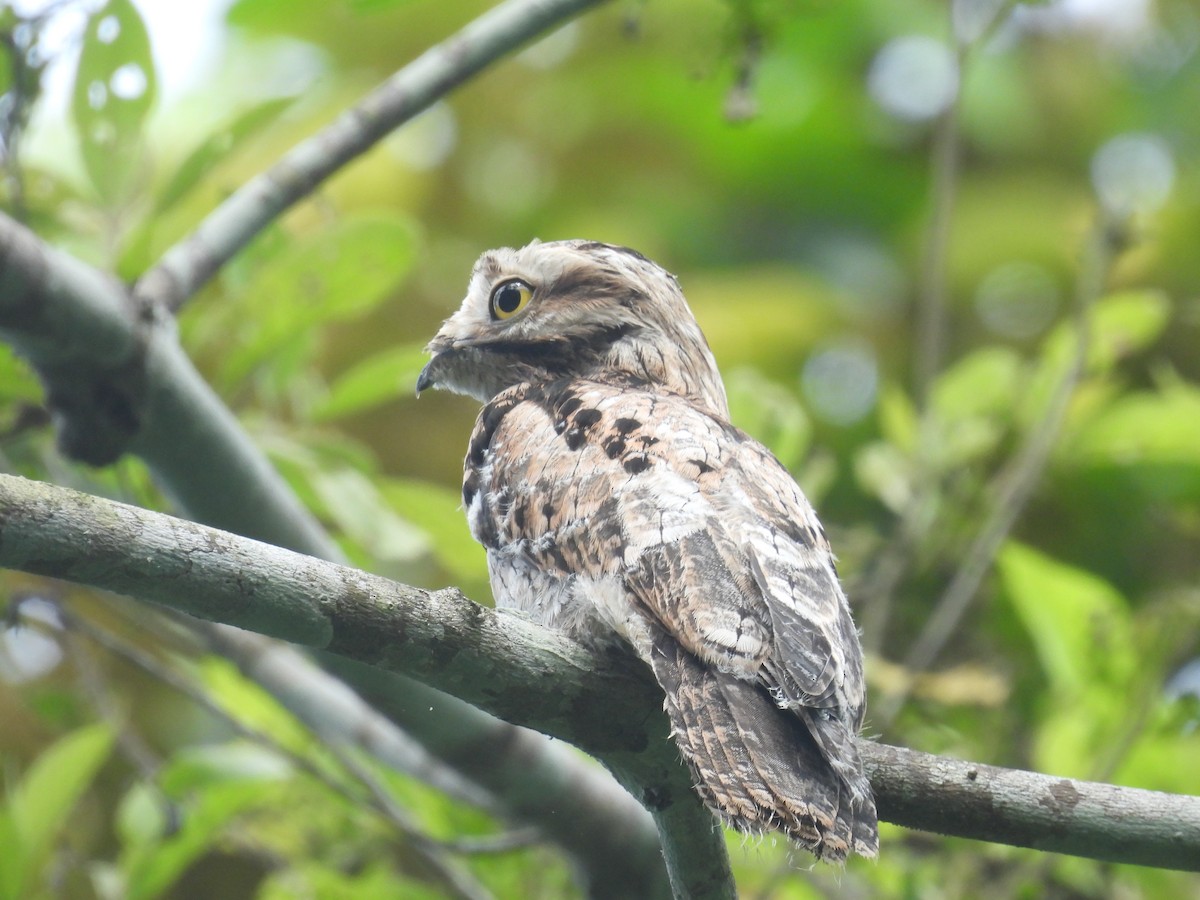 Common Potoo - ML611354180