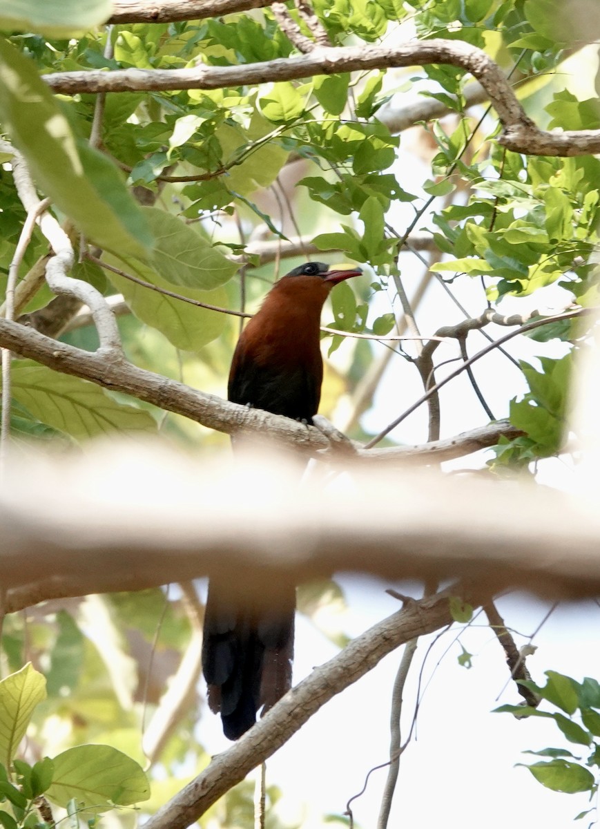 Yellow-billed Malkoha - Mark Shorten