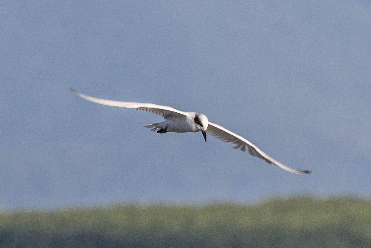 tern sp. - ML611354212